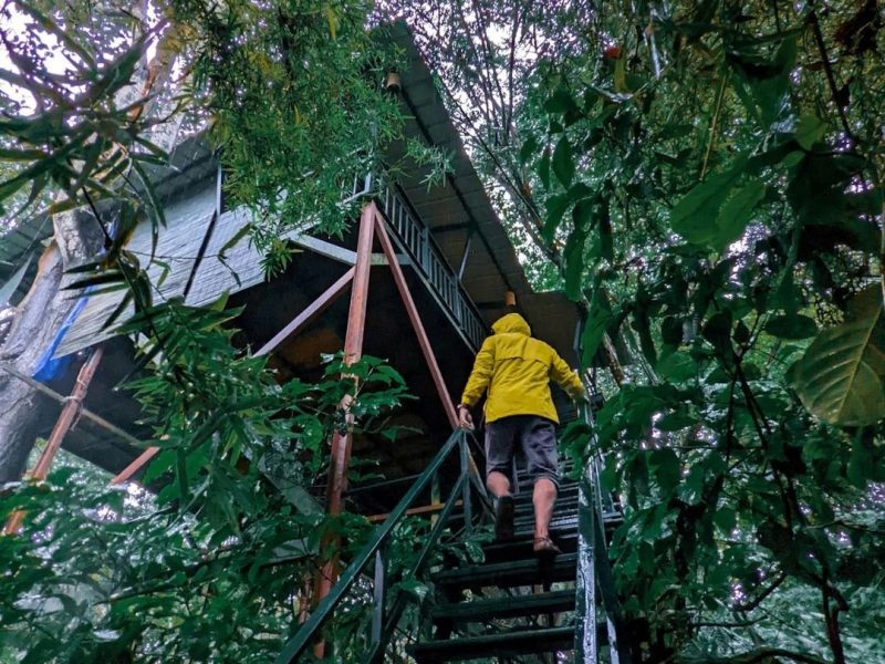 Tree house