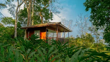 Tree House